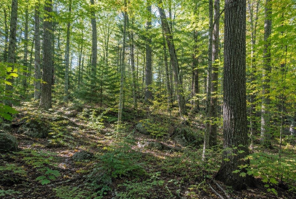 Wooded land parcel in Massachusetts